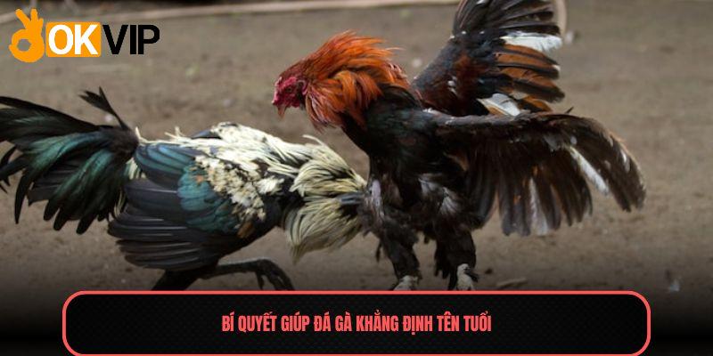 Đá Gà - Màn So Tài Đỉnh Cao, Thắng Lớn Mỗi Ngày 2025 2 Bí quyết giúp Đá gà khẳng định tên tuổi